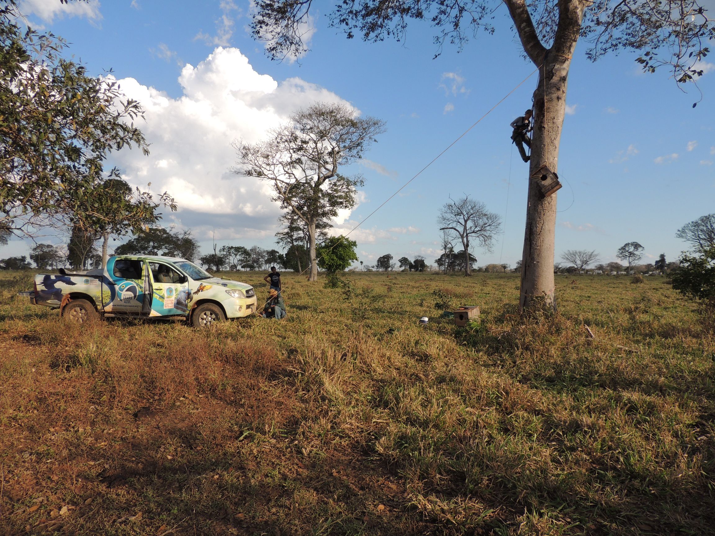 1,5 milhão de km para salvar as araras azuis