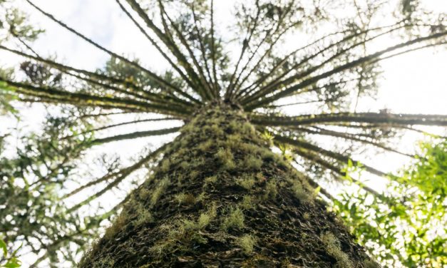 FCA lança Projeto Araucária em Campo Largo