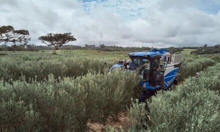 Colheitadeira de azeitona, um marco na agricultura brasileira