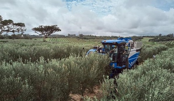 Colheitadeira de azeitona, um marco na agricultura brasileira
